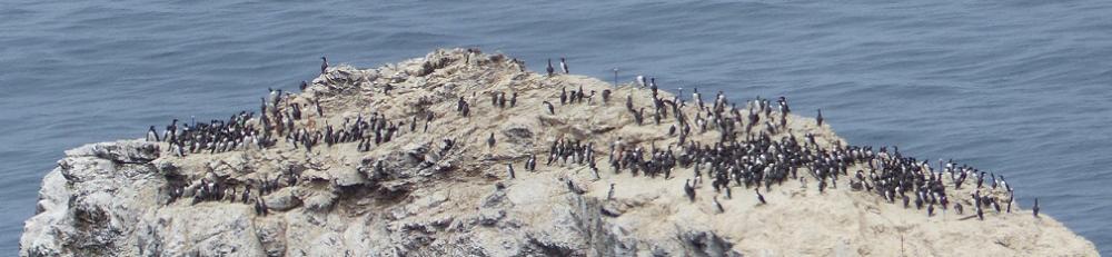 Common murre colony on Egg Rock 
